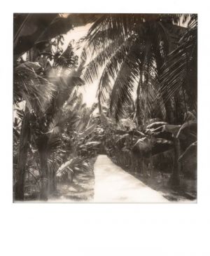 SX70 - Ben Tree - Palm trees road