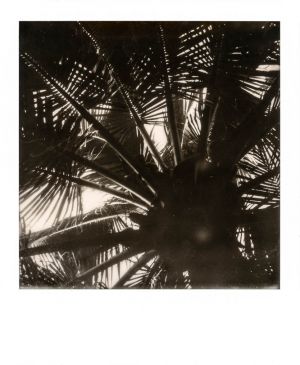 SX70 - Mekong Delta - Above our heads