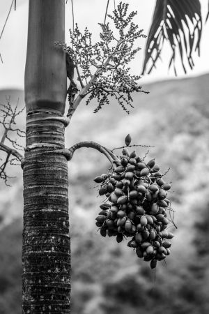 5DIII - Blue Mountains - Jamaican royal palm tree